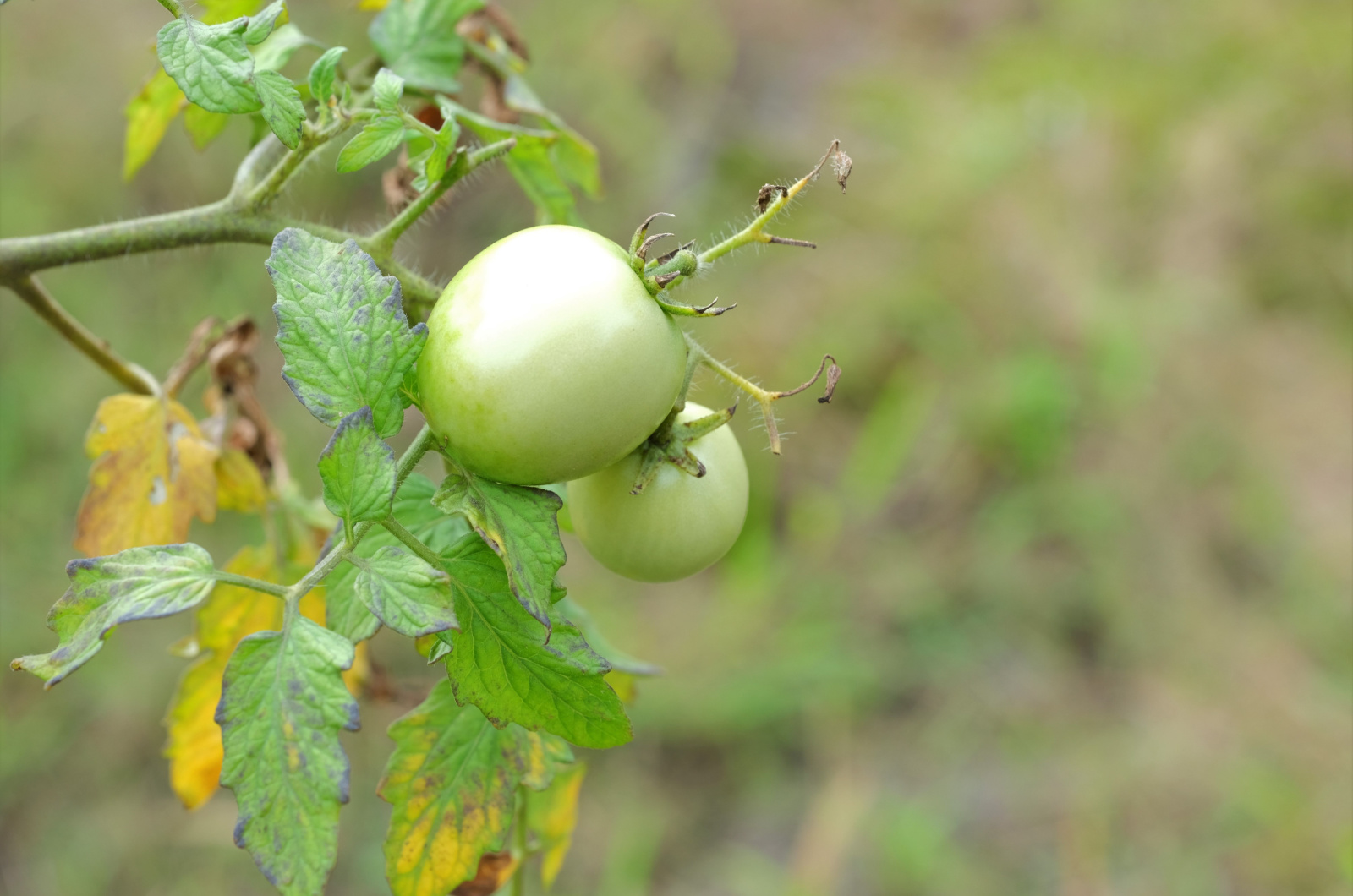 tomate leaf disease