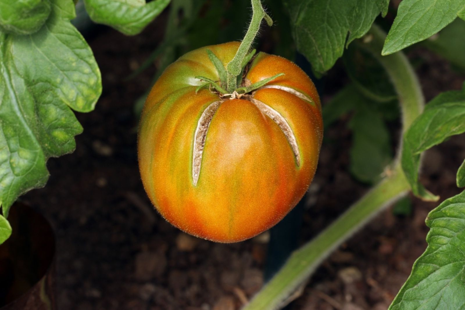 tomato cracking