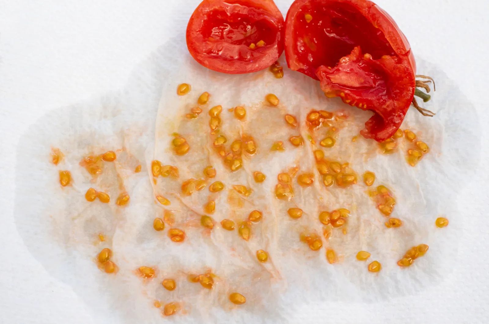 tomato seeds