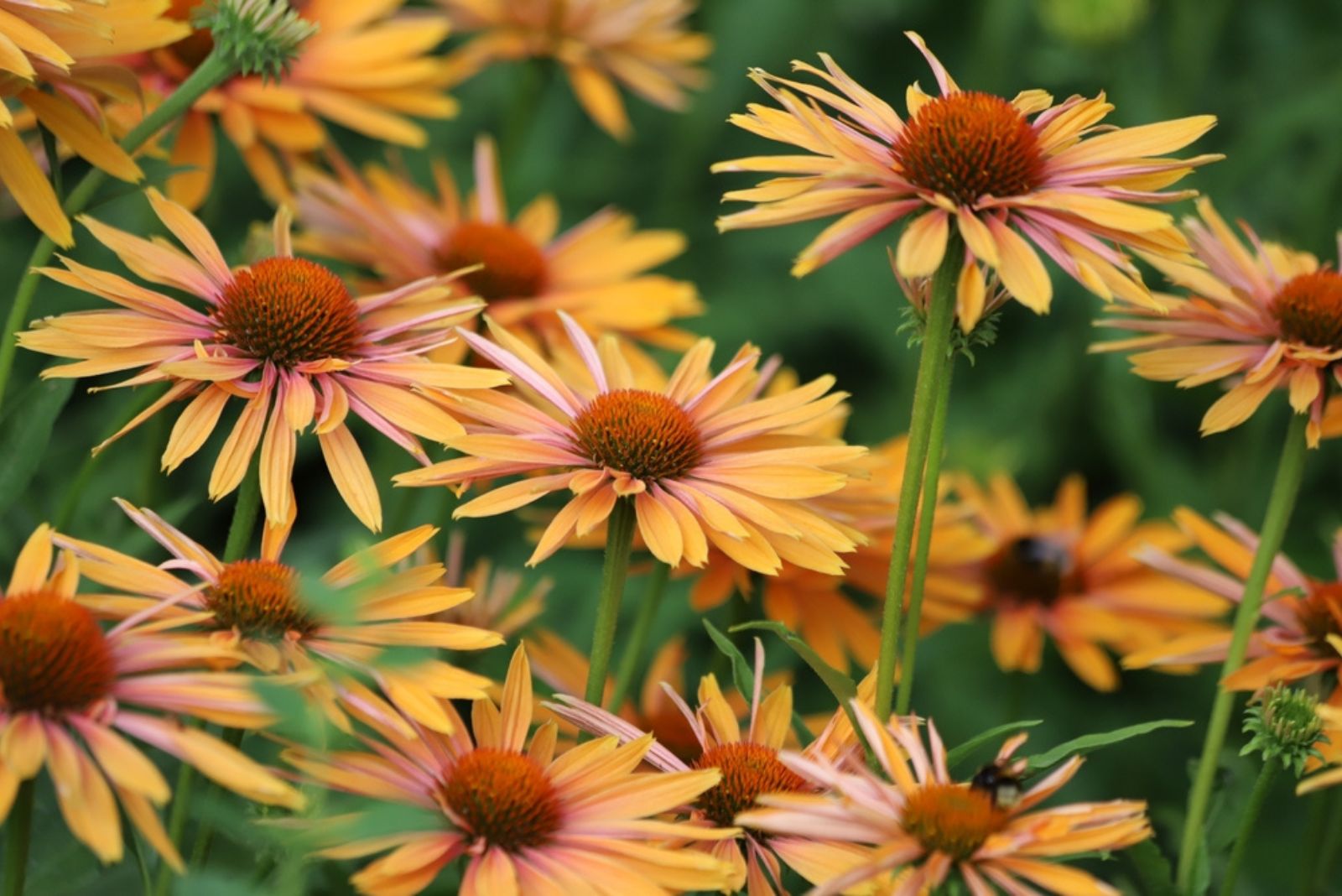 tweety coneflowers