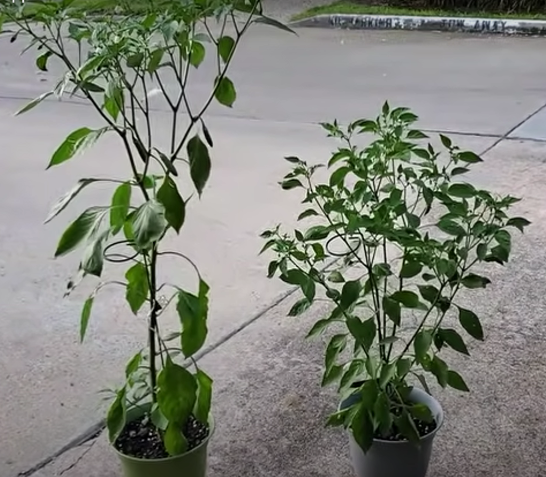 two big plants in pots