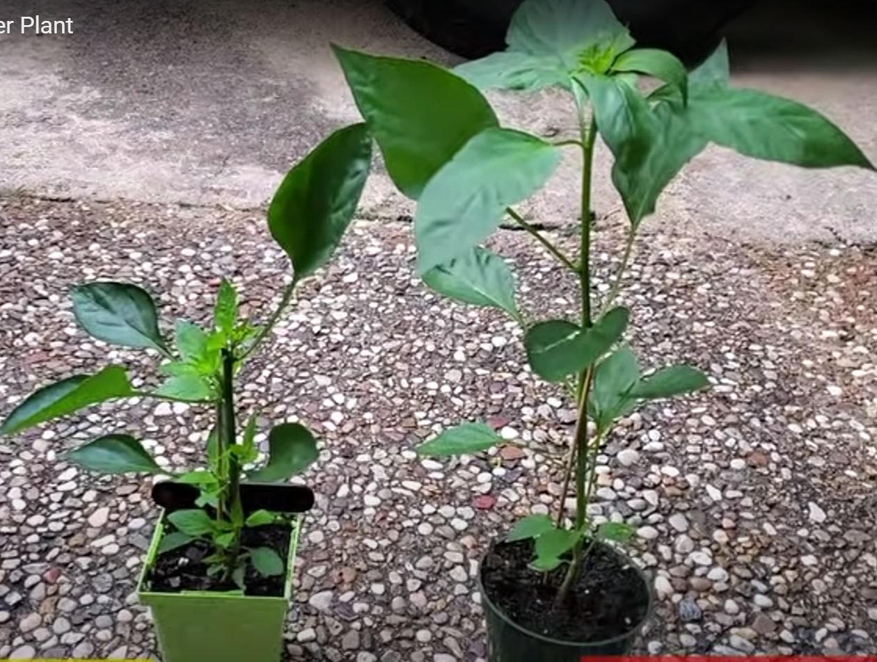 two plants in pots