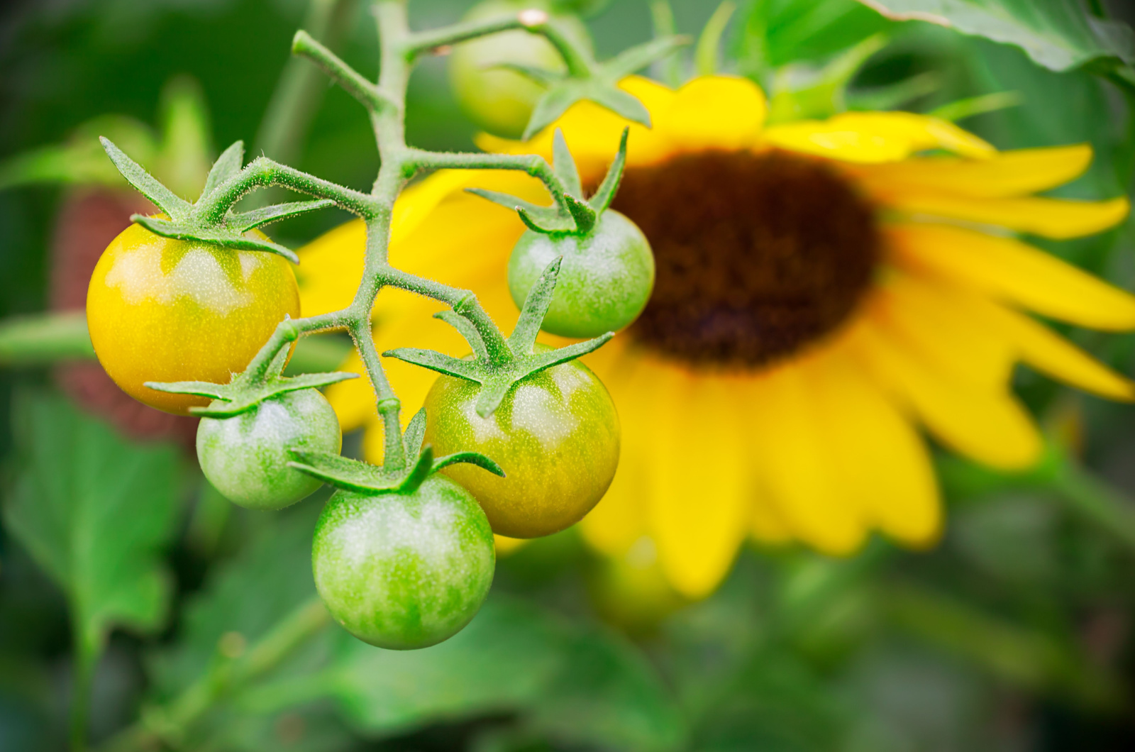 unripe tomatoes on a stem and a sunflower