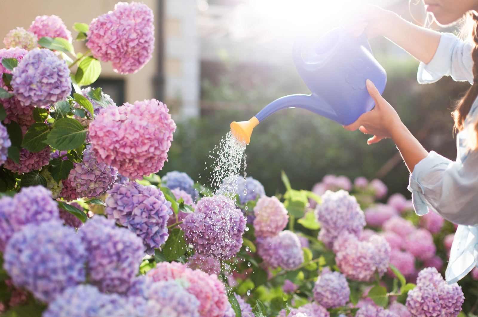 watering the hydrangeas