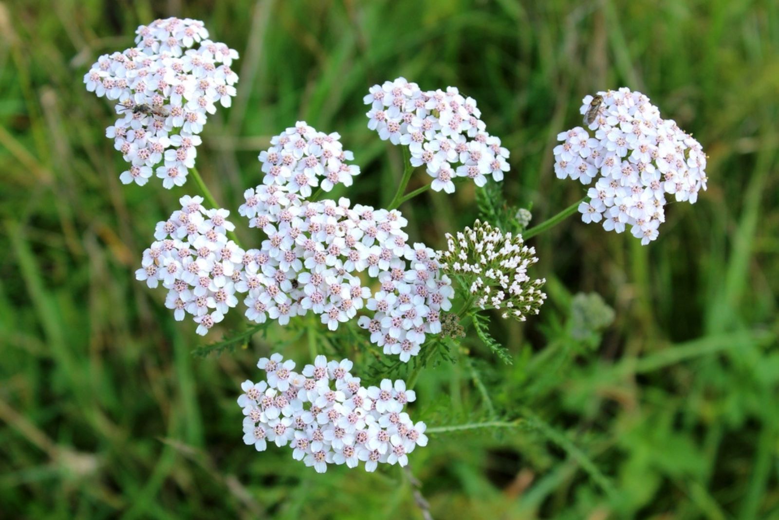 white yarrow plant