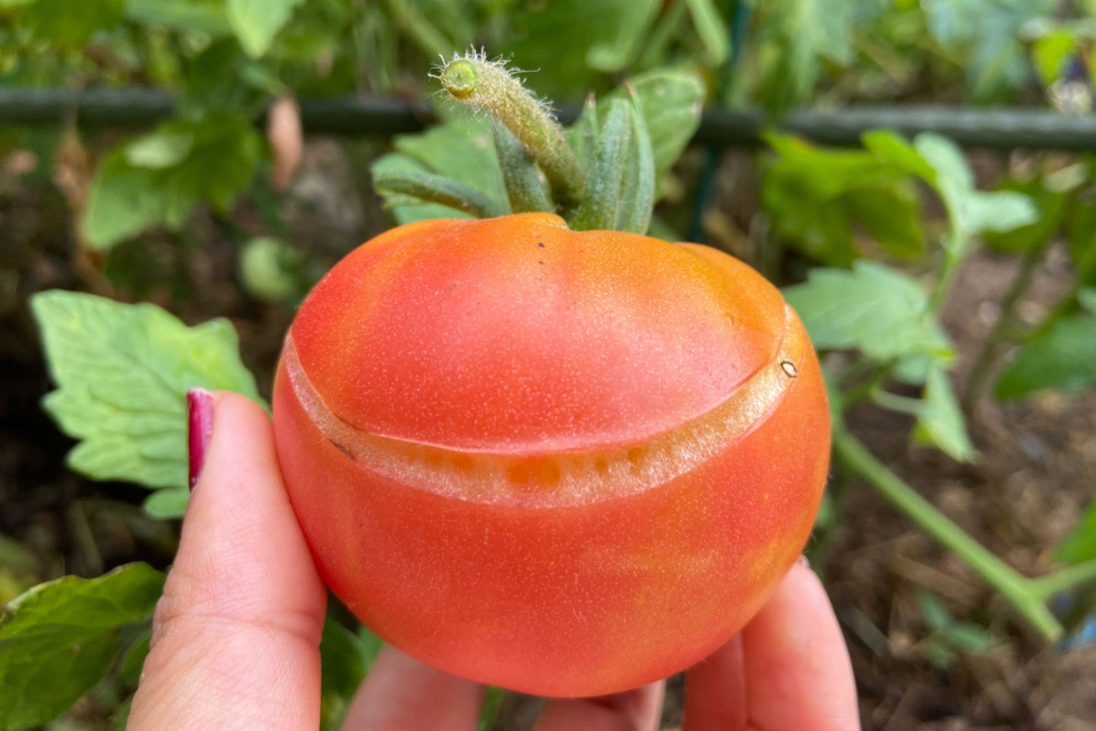 woman holds splitting tomato