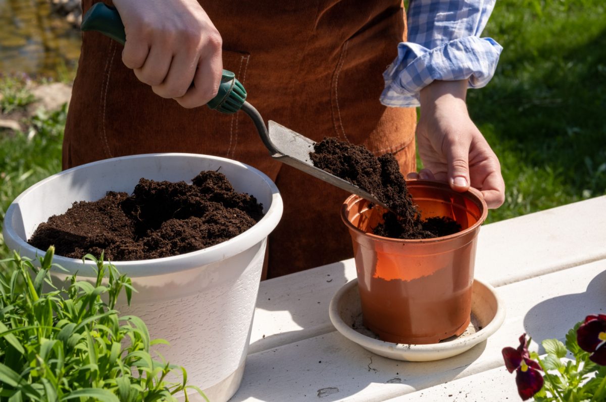 Best Ways To Reuse And Revitalize Old Potting Soil