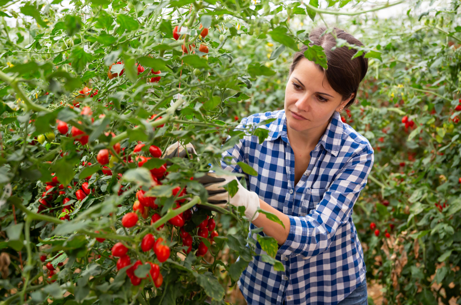 woman taking care of a tomato plant