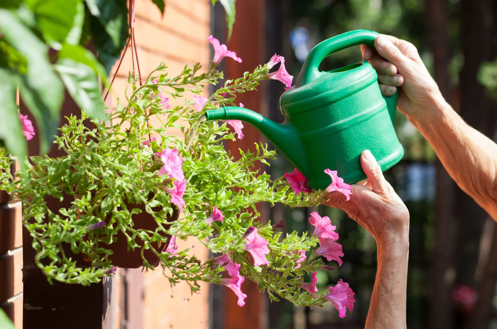 woman watering flowers in a hanging basket