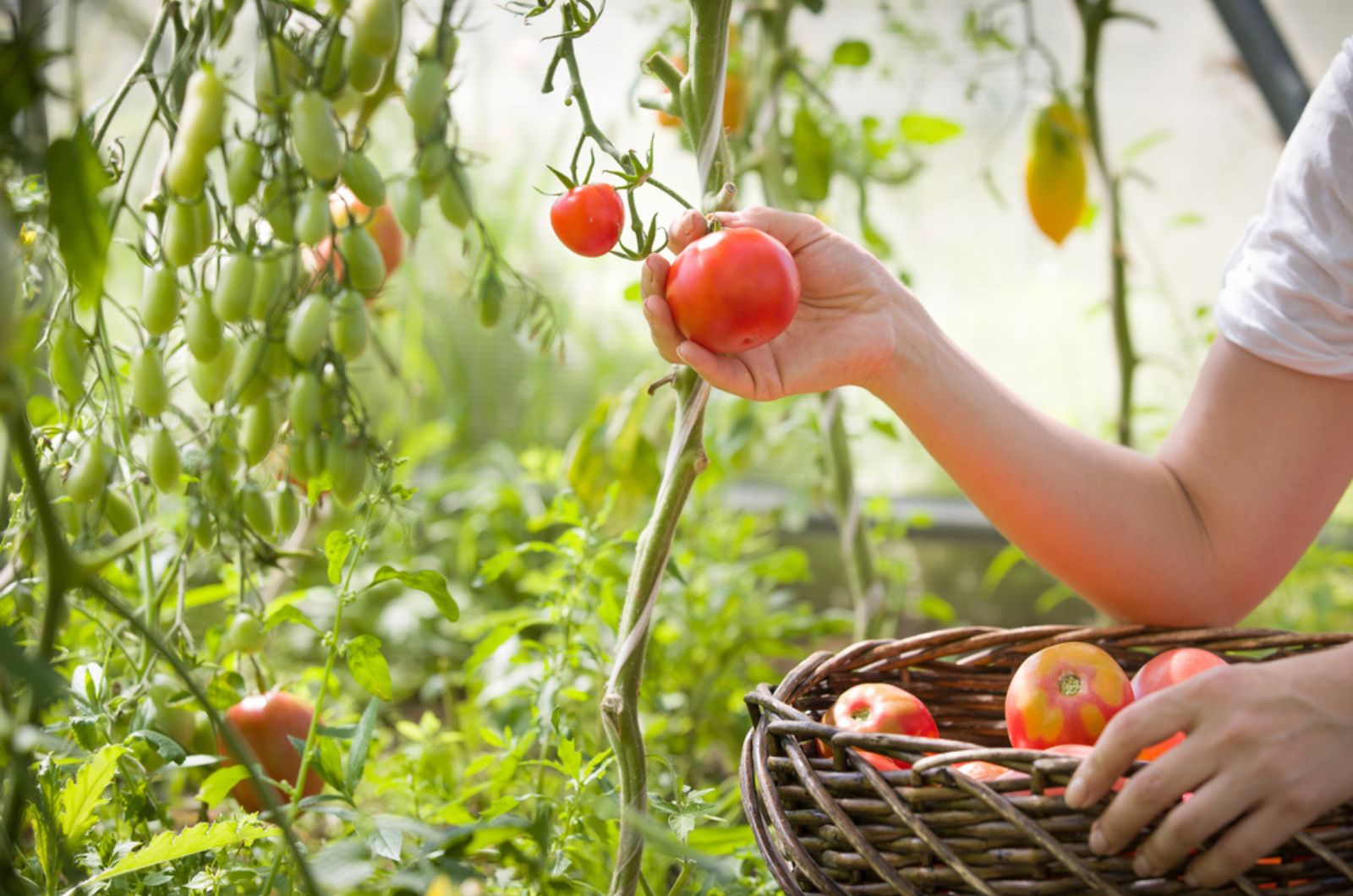 woman's hands harvesting fresh organic tomatoes in her garden