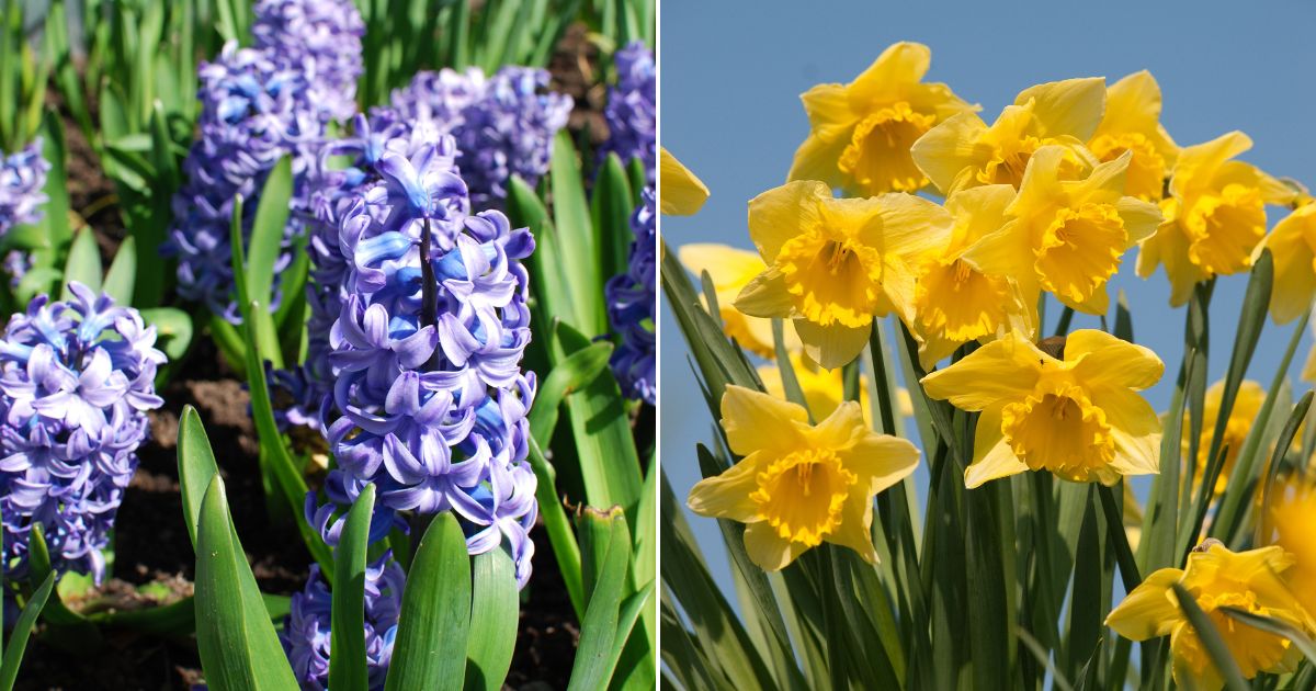 10 Best Spring Bulbs To Plant In Fall