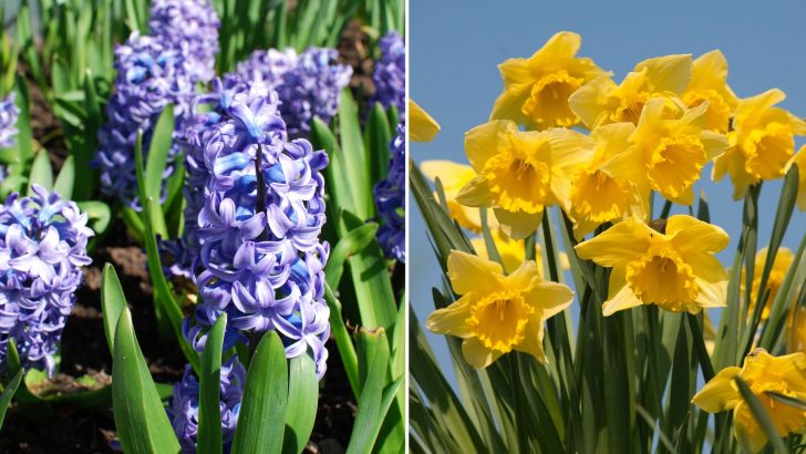 10 Best Spring Bulbs To Plant In Fall