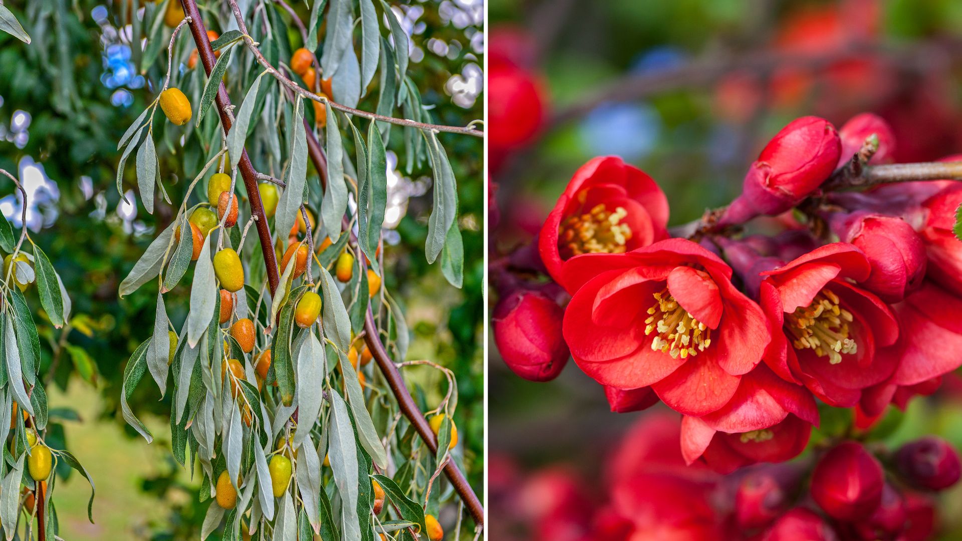 10 Captivating Winter-flowering Shrubs To Plant In Fall