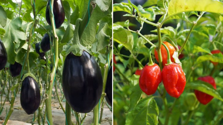 10 Easy Plants Greenhouse Beginners Can Grow