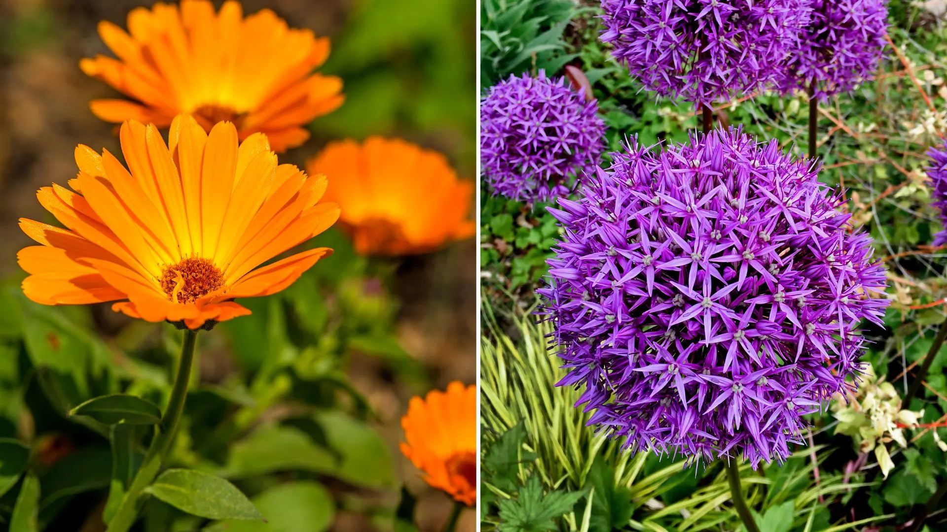 beautiful plants in garden