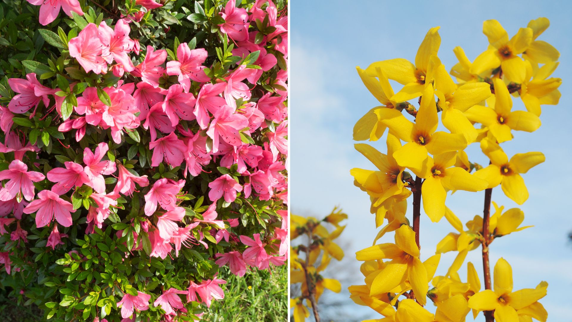 10 Flowering Plants You Should Never Cut Back In Fall