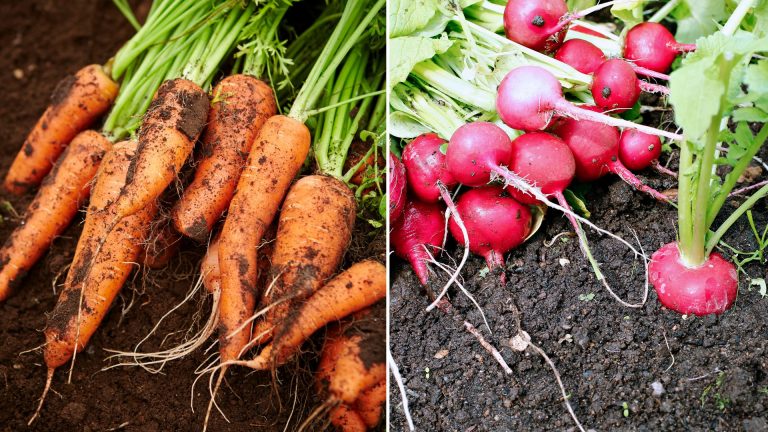 vegetables to grow in a greenhouse in fall