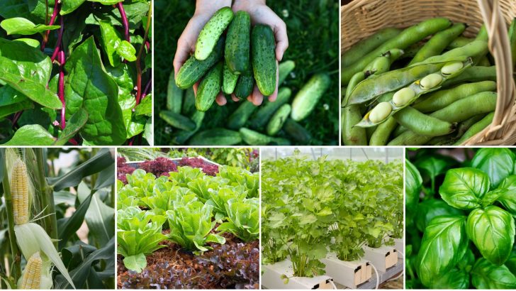 11 Best Companion Plants For Peas