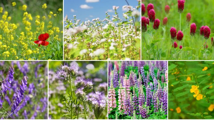 15 Cover Crops That Serve As A Pollinator Patch