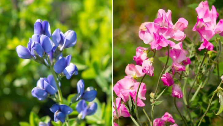 16 Flowers To Sow In Fall For A Colorful Garden