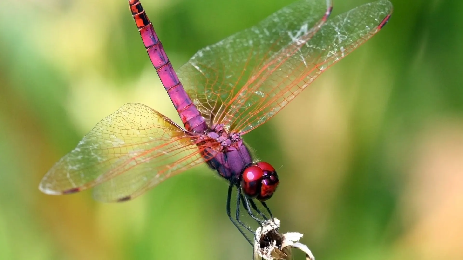 pink dragonflies