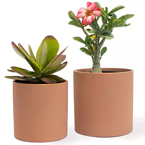 Bees & Buds Terracotta Pots