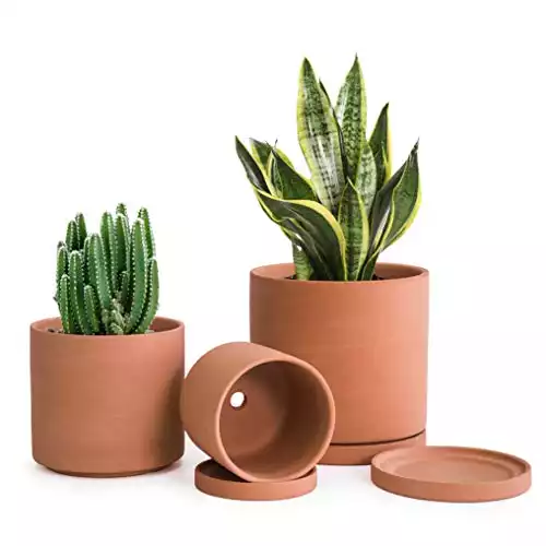 D'vine Dev Terracotta Pots