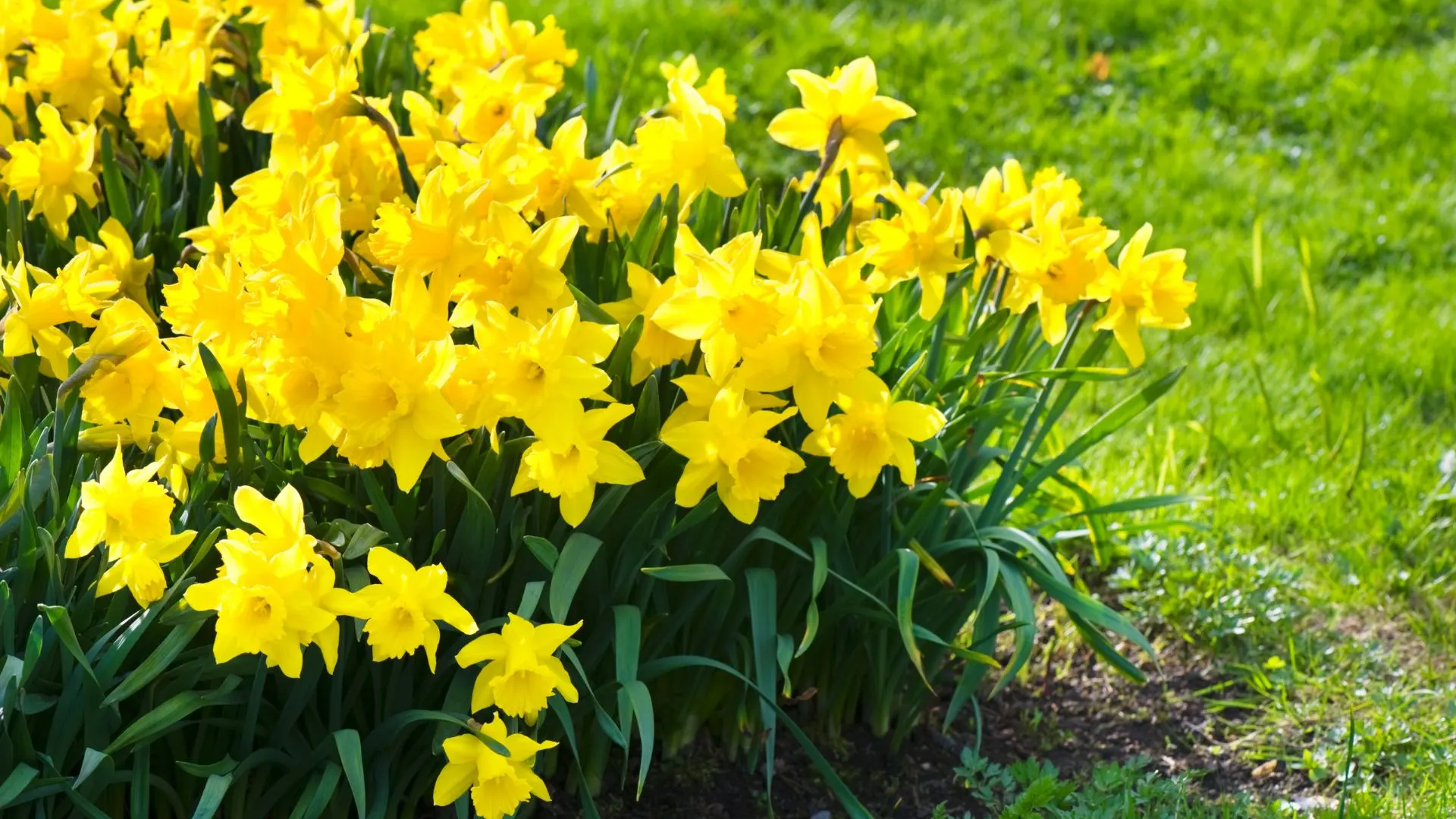 5 Best Shorter Daffodils