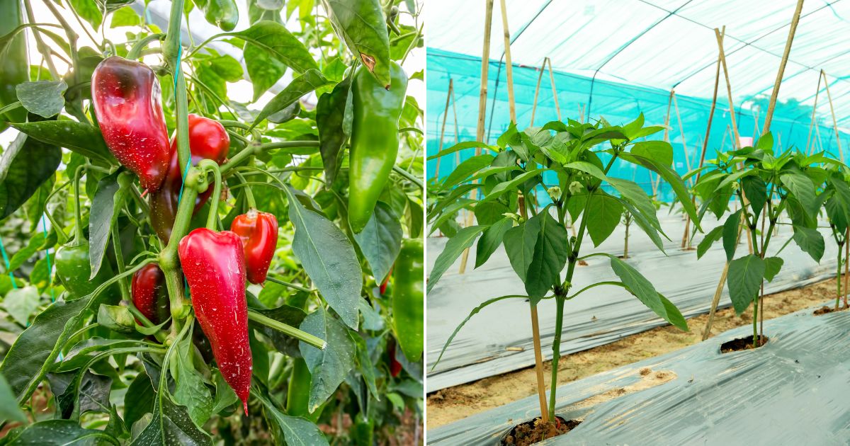 5 Tips For Overwintering Pepper Plants