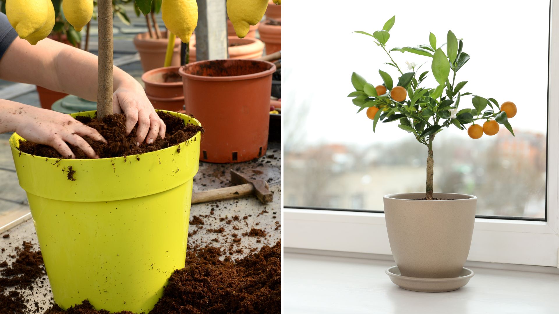 5 Tips You Should Know Before Growing A Citrus Tree Indoors