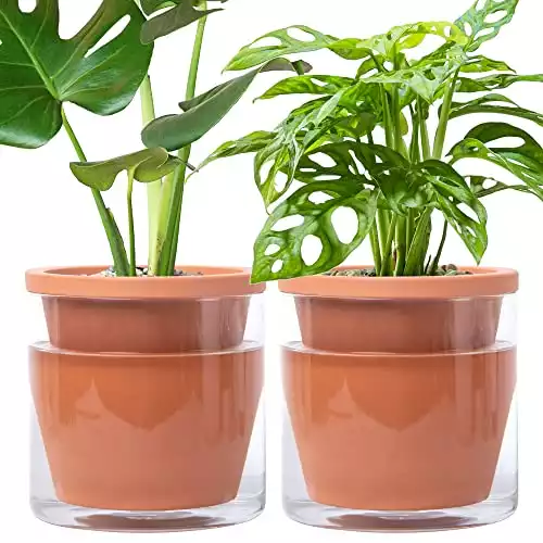 D’vine Dev Self-Watering Terracotta Pots