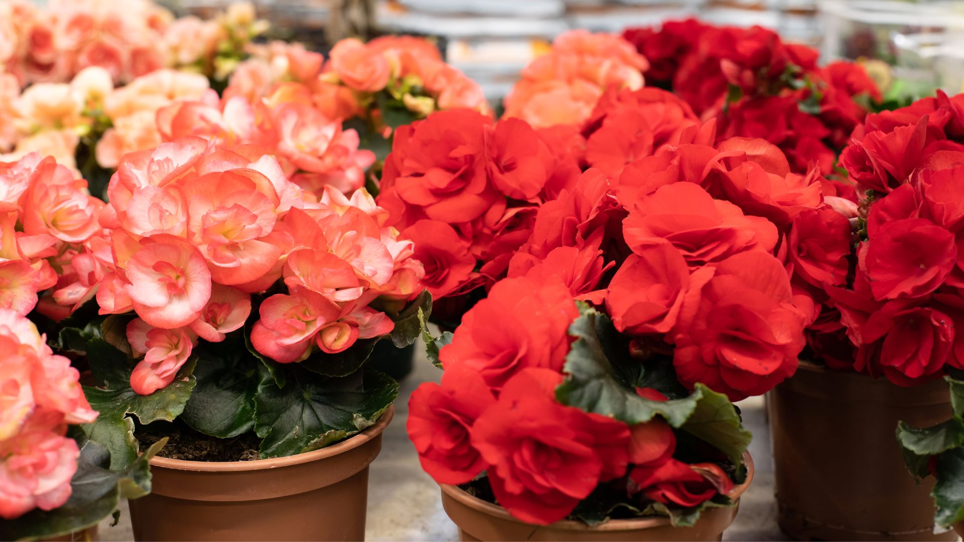 6 Easy-To-Follow Tips For Potted Begonia Care