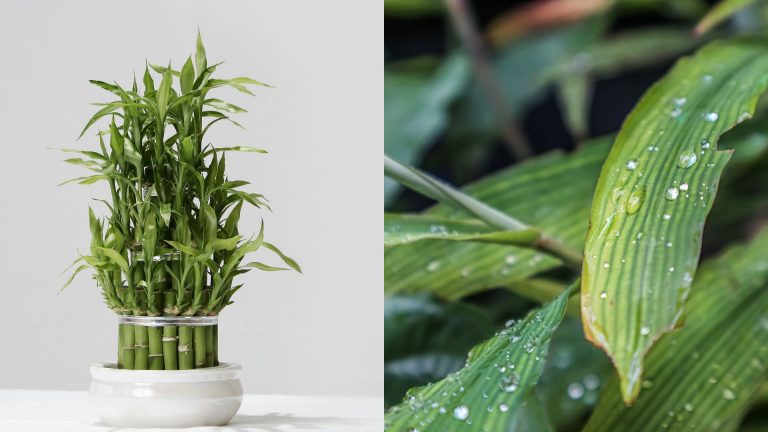 bamboo turning yellow