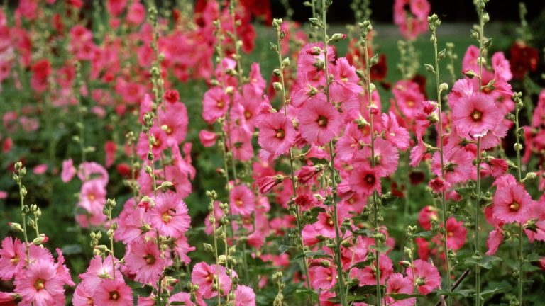 photo of hollyhock blossom