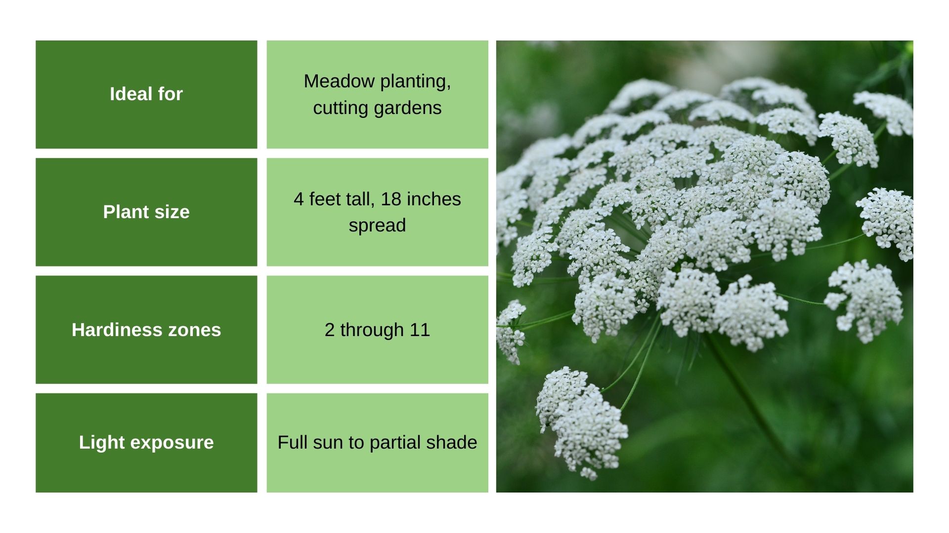 Ammi ‘Green Mist’ chart and flower photo