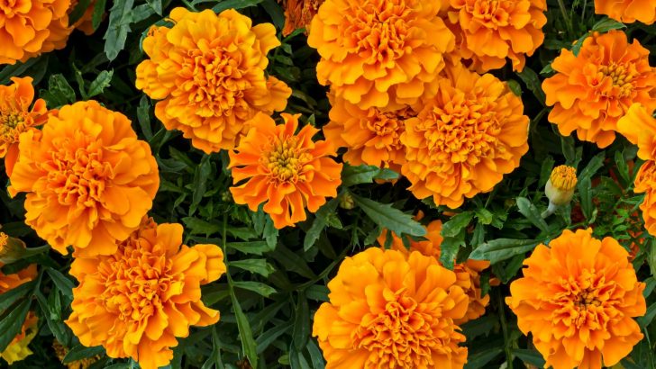 Are Marigolds Perennials Or Annuals?