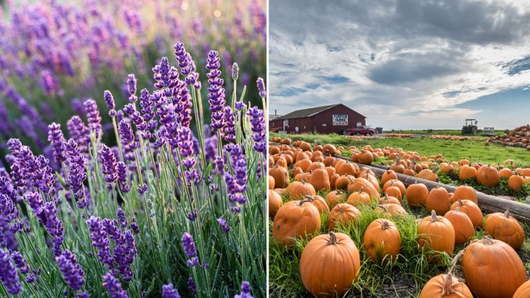 companion to pumpkins