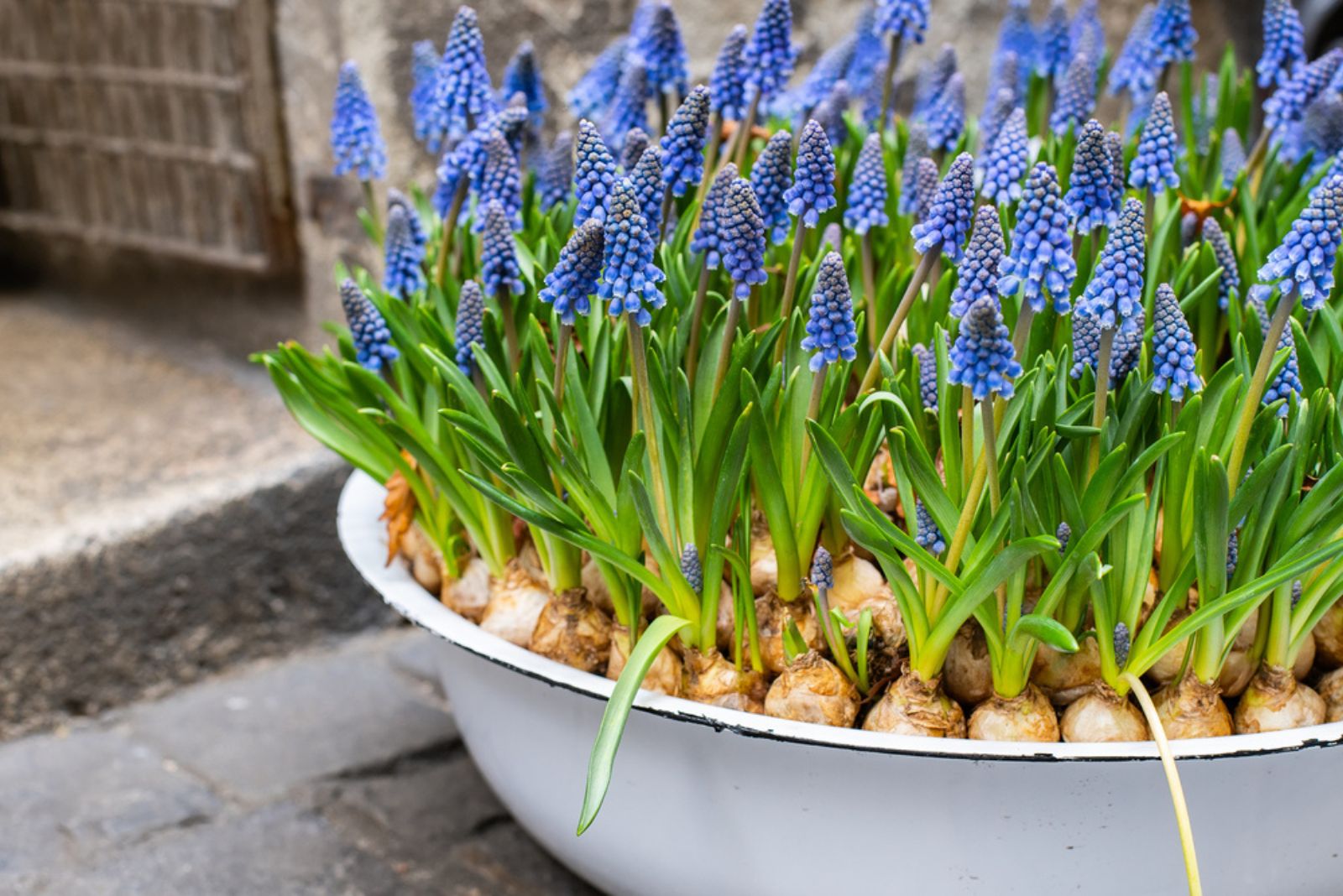 Blue muscari flowers in spring season in a flower pot