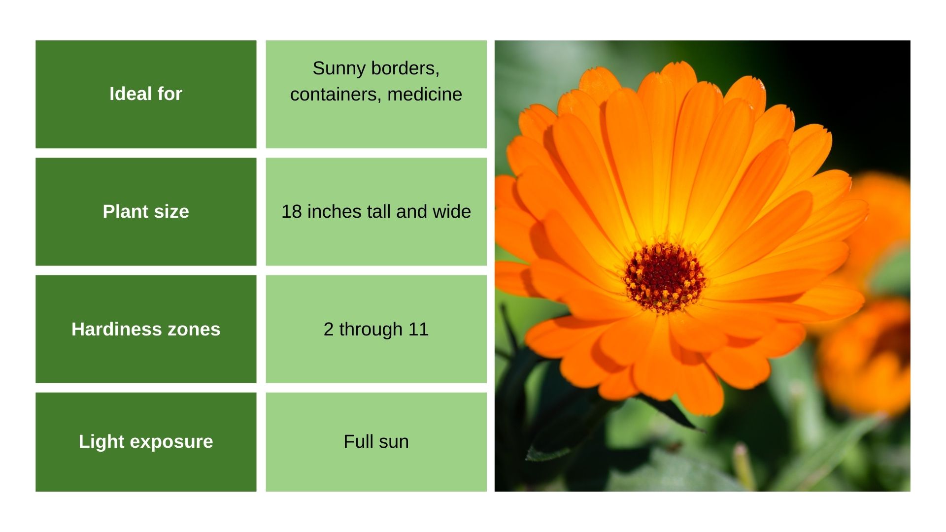 Calendula ‘Indian Prince’ chart and flower photo