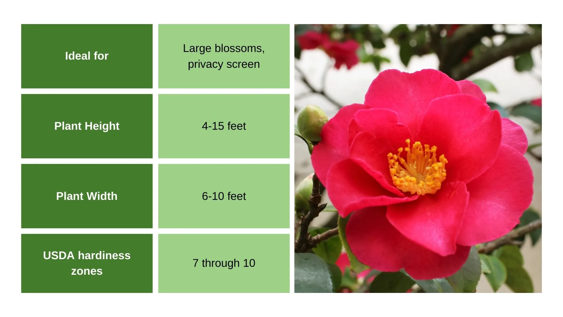 Camellia chart info