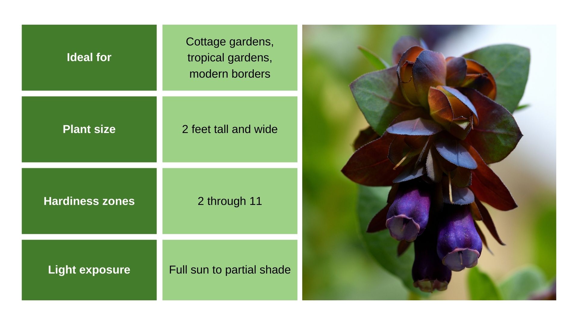 Cerinthe Major ‘Purpurascens’ chart and flower photo