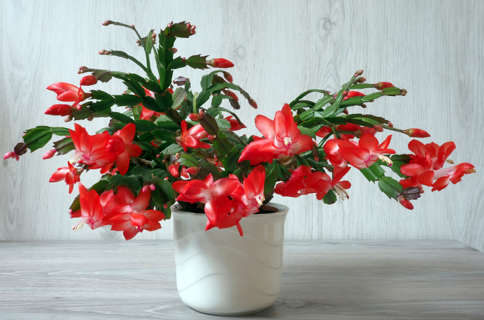 Christmas cactus in a white pot