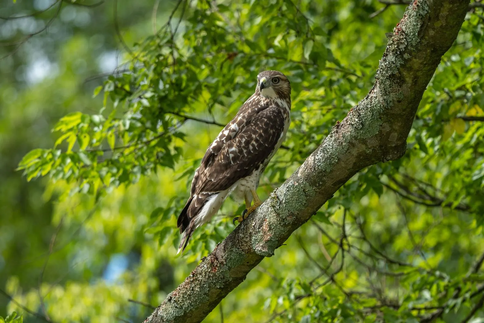 Cooper's Hawk in a tree on a branch