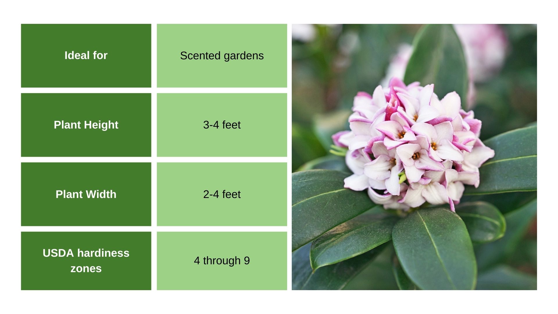 Daphne chart info