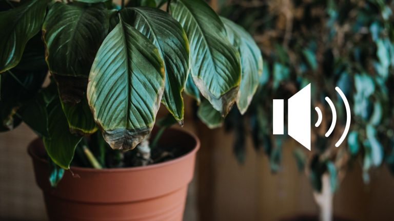 plants really do 'scream'