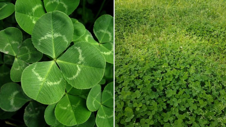 photo of clover lawn