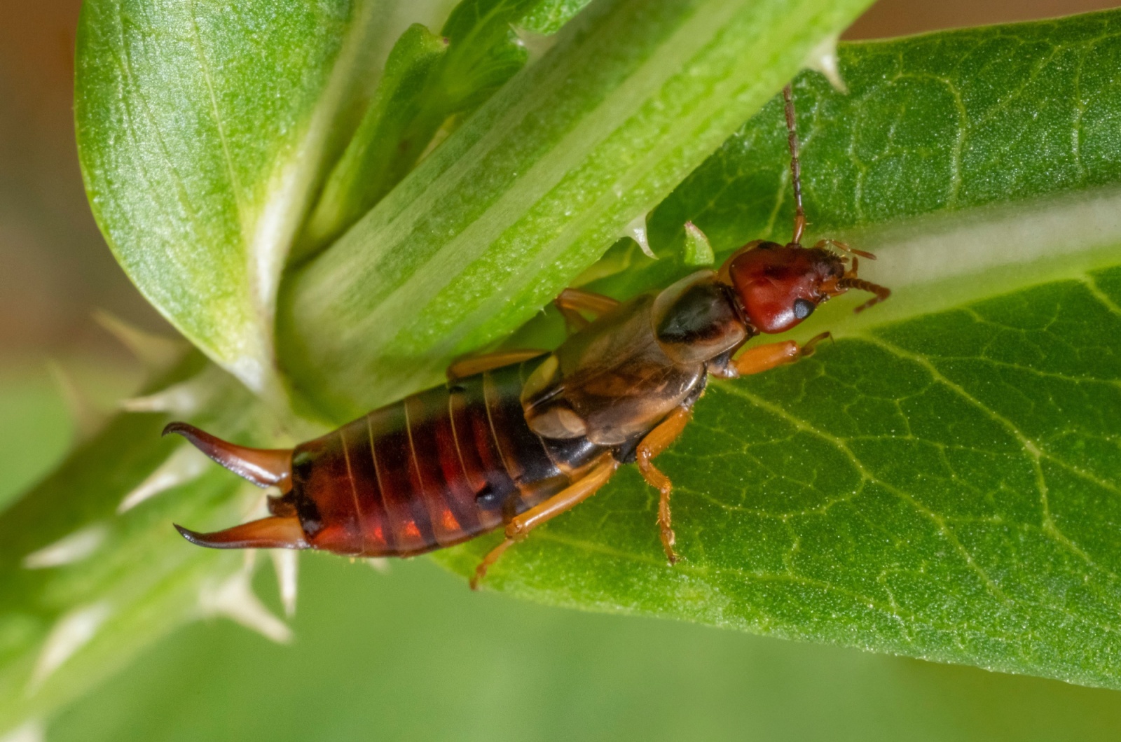 Earwigs