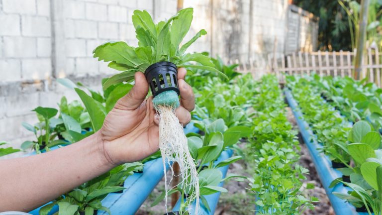 Year-Round Gardening With Automated Hydroponics