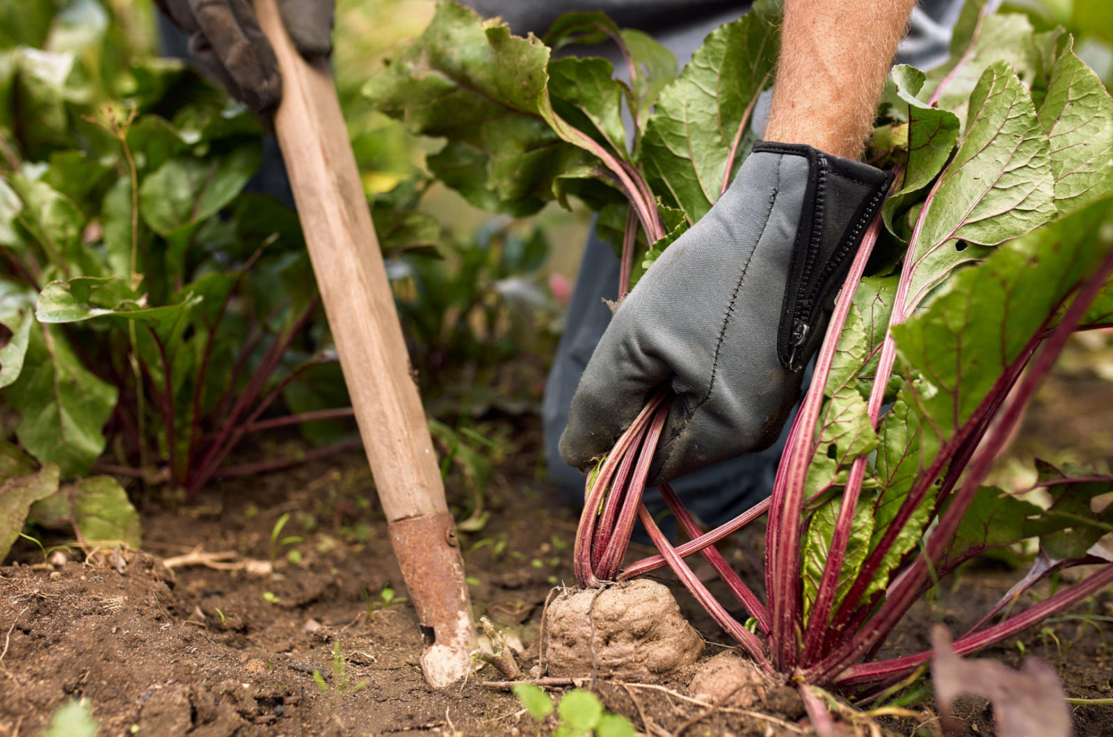 Farmer's hands pulling out ripe beets
