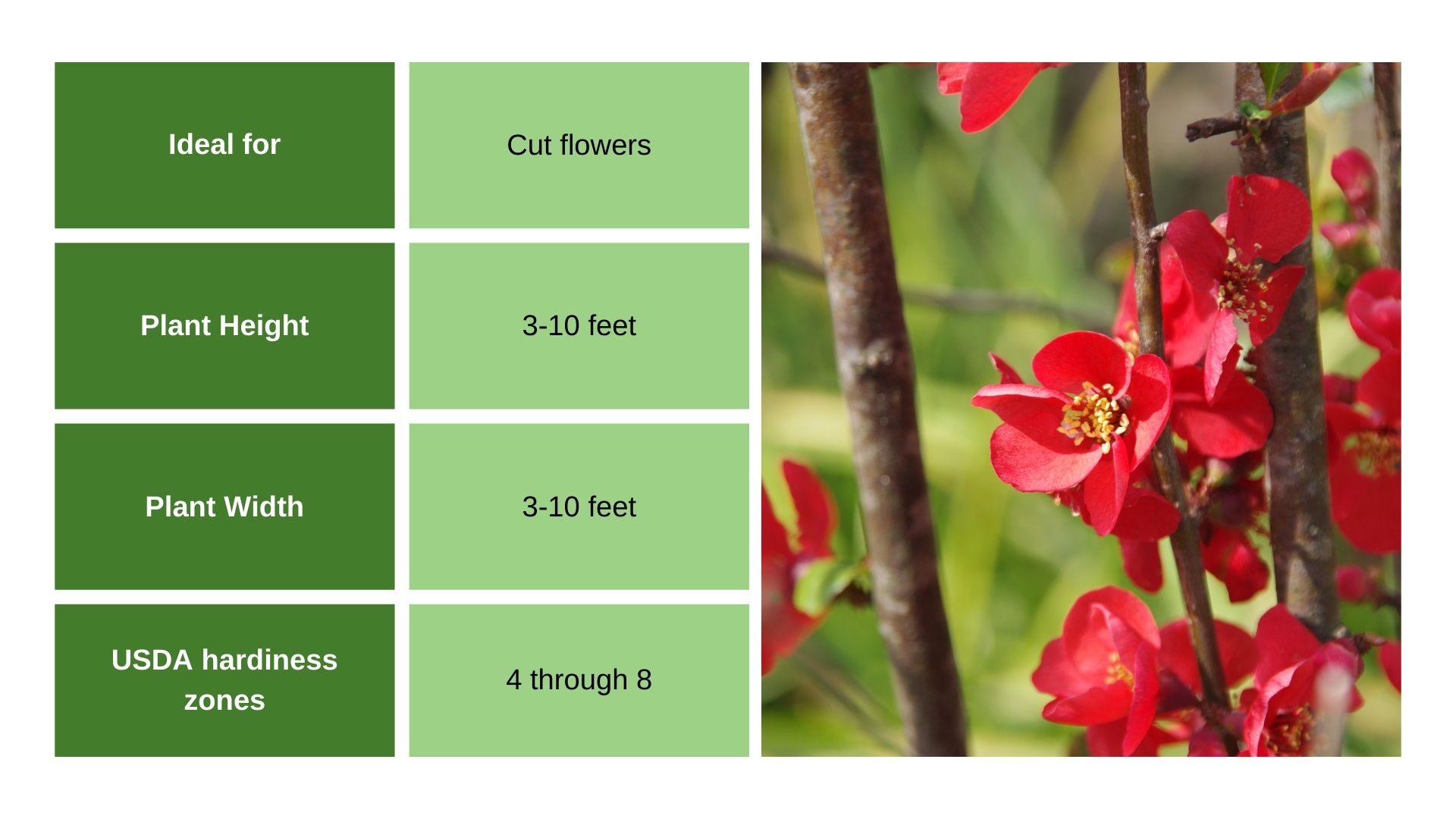 Flowering Quince chart info